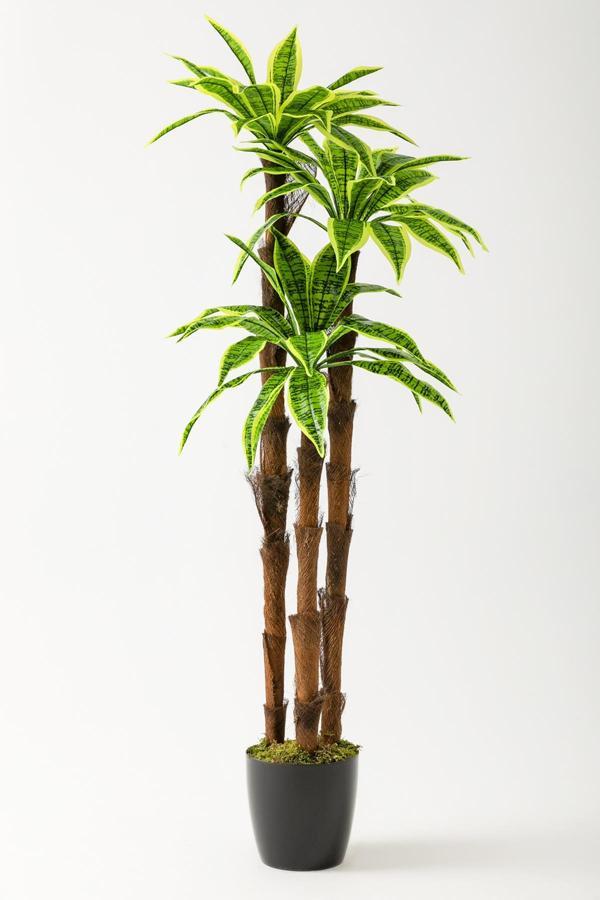 Yapay Kılıç Ağacı 150 Cm 54 Dal Agleonema - Image 1