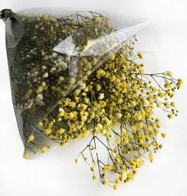ÇİÇEK DOĞAL CİPSO 50 GR SARI 1 PAKET - Image 1