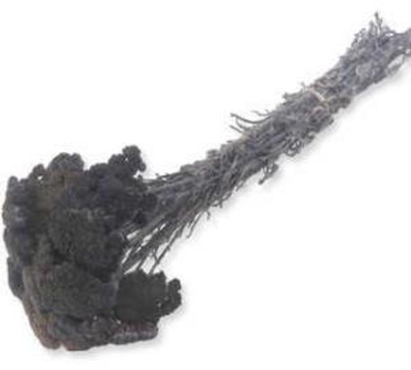 ÇİÇEK DOĞAL ŞEMSİYE ÇİÇEĞİ MOR 100 GR 1 PAKET - Image 1