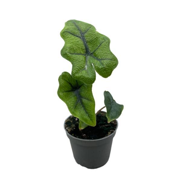 Alocasia Jacklyn (Fil Kulağı) - Image 1