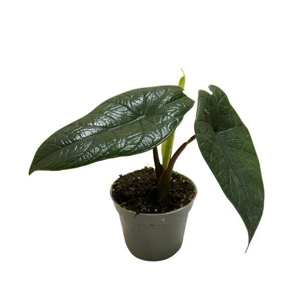 Alocasia Scalprum (Fil Kulağı) - Image 1