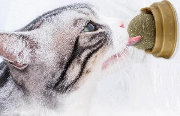 Kedi Otu Oyun Topu - Image 1
