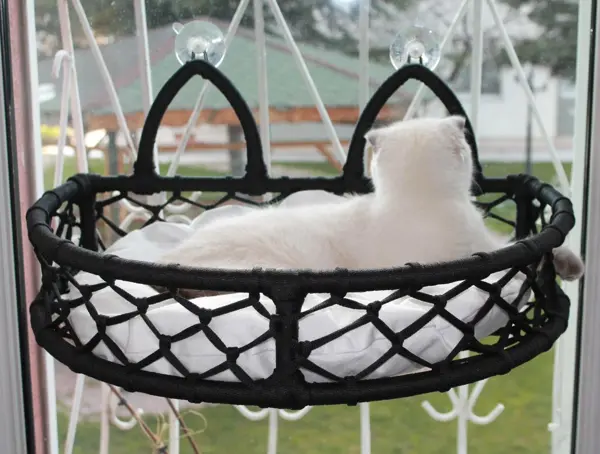 Lepus Lüxperilay Cam Güzeli Kedi Köpek Yatak Mix 50X35 Cm - Image 1