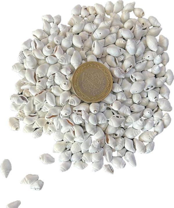 Nassa Shell Yerli Boyanmiş Kiloluk Deniz Kabuğu (1 KG - Image 1