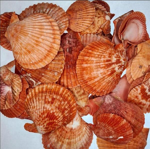 Pecten Novalis Kırmızı Kiloluk Deniz Kabuğu (1 KG - Image 1