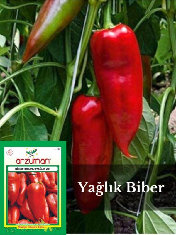 Arzuman Tohum Biber Tohumu (Kapya) - Image 1