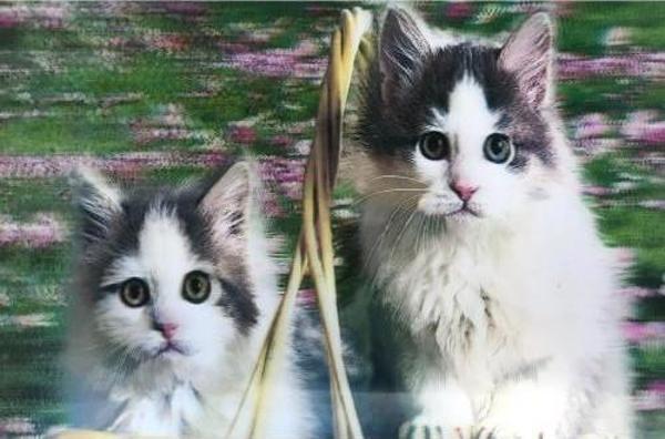 5D Elmas Boyama Kedi Tablosu - Image 1