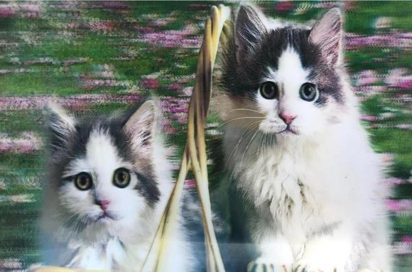 Çocuk 5D Elmas Boyama  mli Kediler İkili Kedi Resmi Tablosu 40x60 cm - Image 1