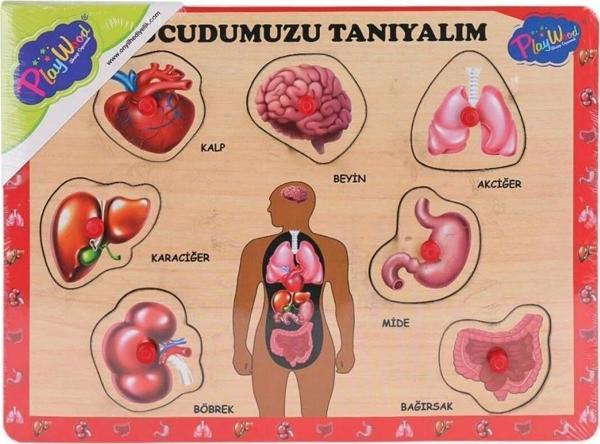 Ahşap Tutmalı Vücudumuzu Tanıyalım Eğitim Seti - Image 1