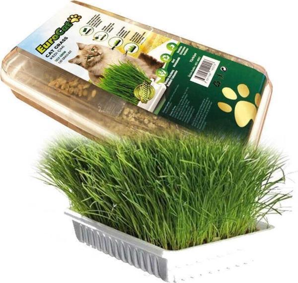 Eurocat Kedi Çimi - Image 1