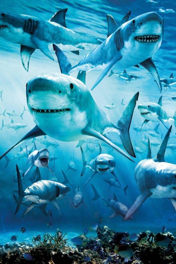 Gb Eye Shark Maxı Poster - Image 1