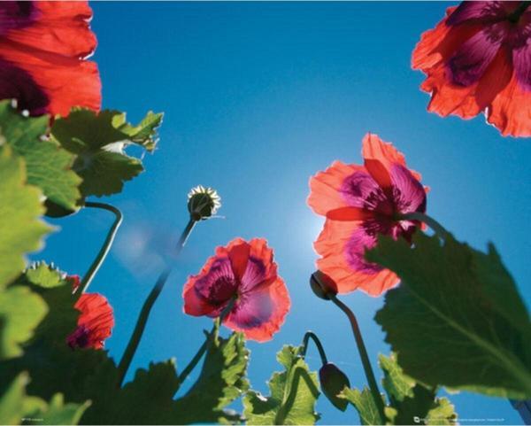  Poppıes Sky Mini Poster - Image 1
