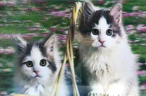 3 Boyutlu Resim  Sevimli Kediler İkili Kedi Resmi Tablosu 40x60 Cm - Image 1