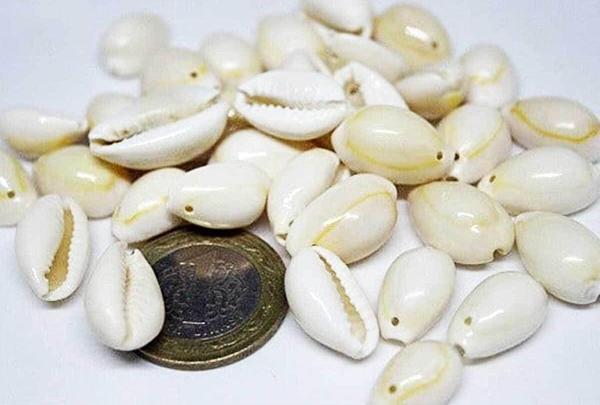Deniz Kabuğu Delikli/10 Adet - Image 1