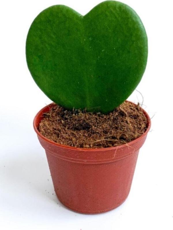 Doğa Garden Kalp Sukulent Bitkisi - Hoya Kerrii - Image 1