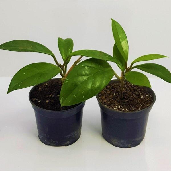 Doğa Garden Mum Çiçeği Fidesi Hoya Carnosa Kokulu 9Cm Saksıda 2 Adet - Image 1