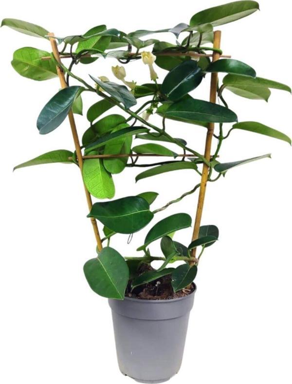 Doğa Garden Madagaskar Yasemini Stephanotis - Güzel Kokulu Yasemin Çiçeği - Image 1