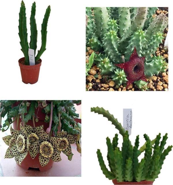 Doğa Garden Leş Kaktüsü Hüernia Sc Hneideriana +Stapelia-Variegata Hüernia Boleana Huernia Boleona - Image 1