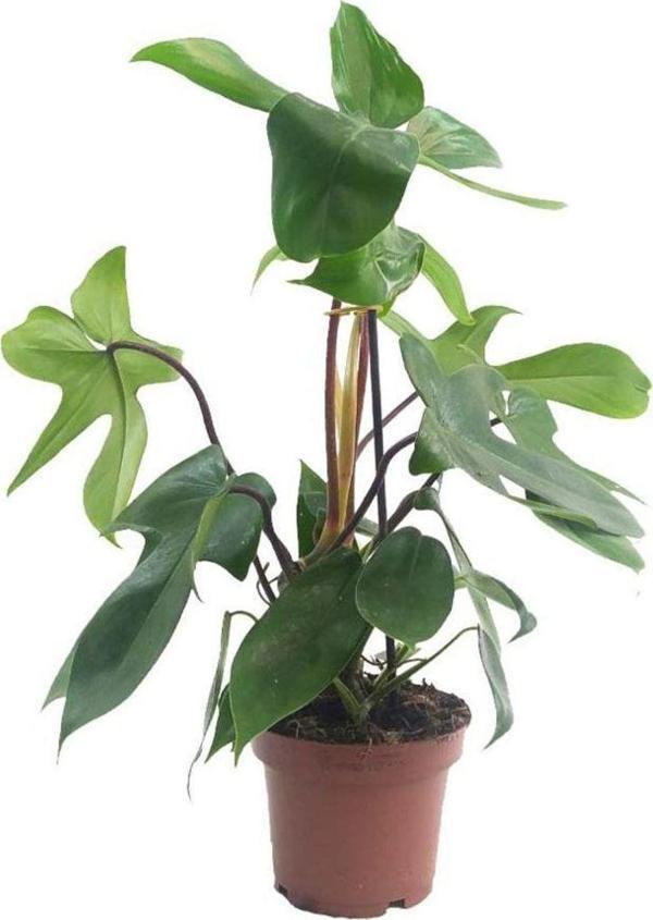 Doğa Garden Philodendron Squamiferum (12 Cm Saksıda) - Image 1