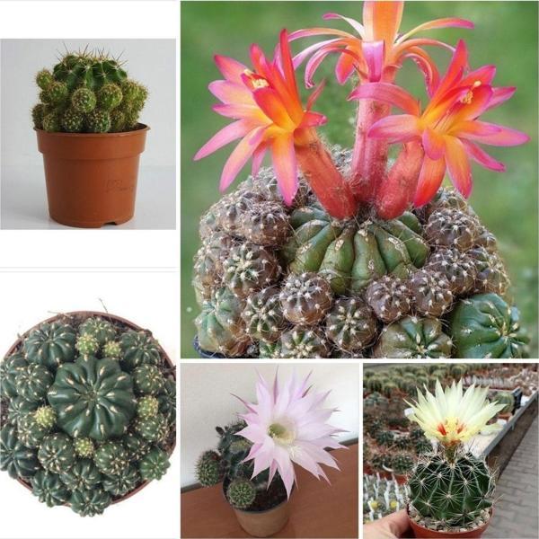 Doğa Garden 3 Çeşit Çiçek Açan 3 Adet Kaktüs - Image 1