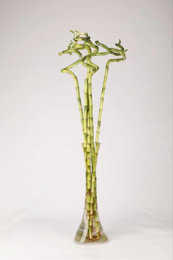 3’lü Ithal Şans Bambusu (LUCKY BAMBOO) – 50–60 Cm, Topraksız Dekor & Feng Shui - Image 1
