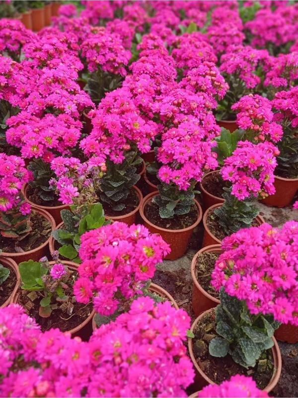 4 Mevsim Canlı Pembe Kalanchoe – Saksıda Kolay Bakımlı Çiçek - Image 1