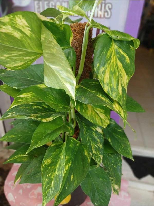 4 Mevsim Epipremnum Aureum Pothos Sarmaşığı – 50–60 Cm Salon & Ofis Bitkisi - Image 1