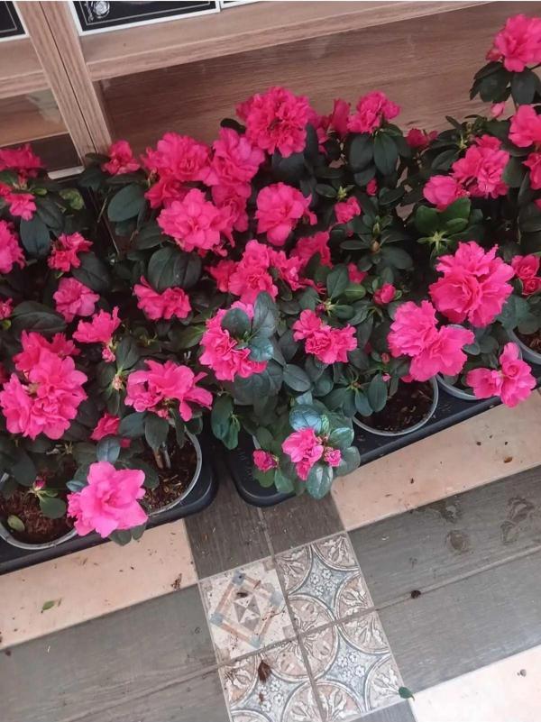 Açelya Çiçeği Azalea Parlak Pembe - Image 1
