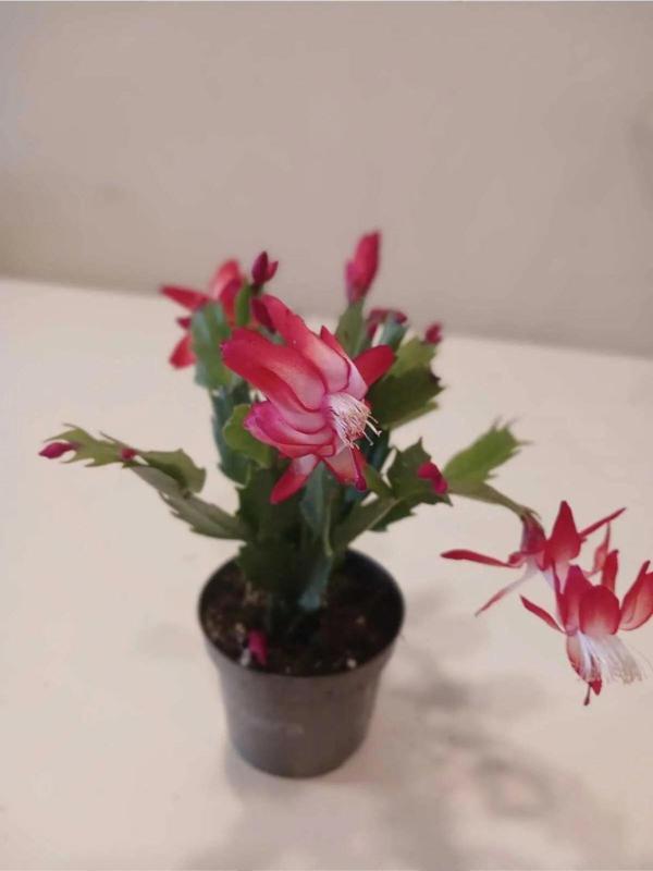 Canlı Fuşya Paskalya Çiçeği – Saksıda Easter Sukulent - Image 1