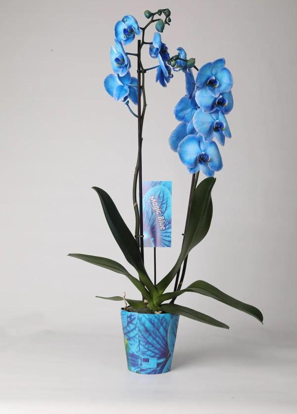 Çift Dal Mavi Orkide – Canlı Mavi Phalaenopsis, 2 Dallı Zarif Dekor - Image 1