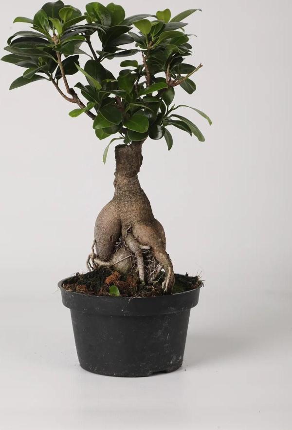 Ficus Ginseng Bonsai – Büyük Boy, Iç Mekan Dekoratif Bitki - Image 1