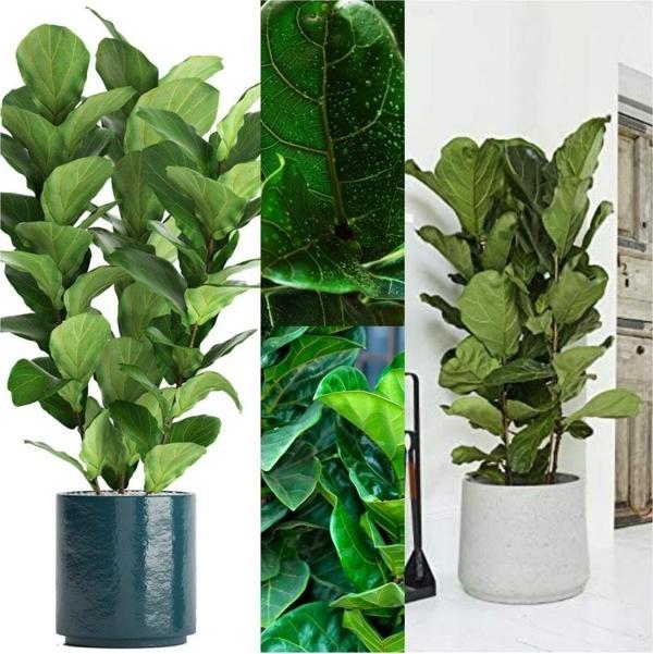 Doğa Garden 3 Odunsu Gövdeli Ficus Lyrata Keman Yapraklı Kauçuk - Image 1