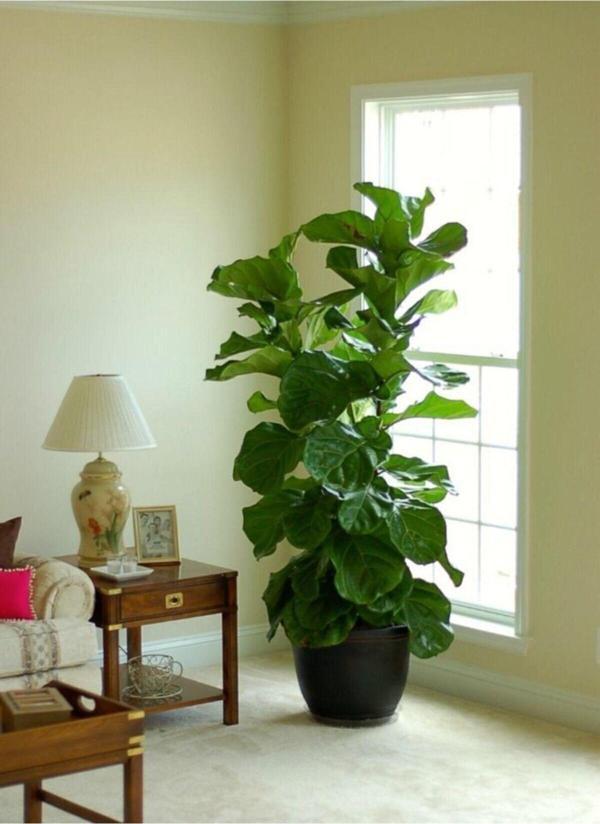 Doğa Garden Ficus Lyrata 3 Dallı +100-120(Keman Yapraklı Kauçuk)Üretim Saksılı 1.Kalite - Image 1