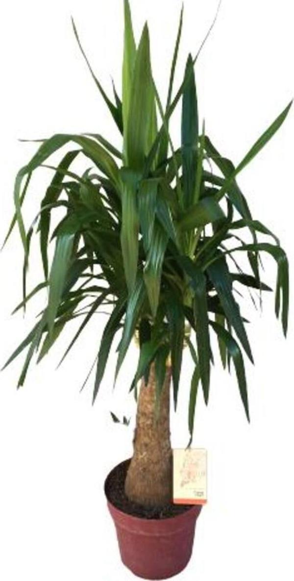 Doğa Garden Fil Ayaklı Yucca Ağacı (Yucca Elephantipes)140-150 Cm - Image 1