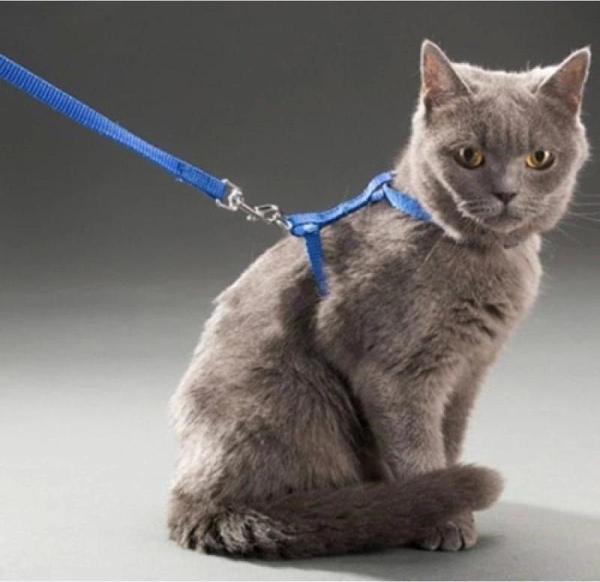 Kedi Boyun ve Göğüs Tasması - Image 1