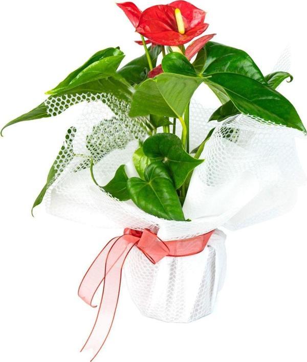 Doğa Garden Gardenkoala - Anthurium Antoryum Filaingo Çiçeği Sevgililer Günü Özel - Image 1