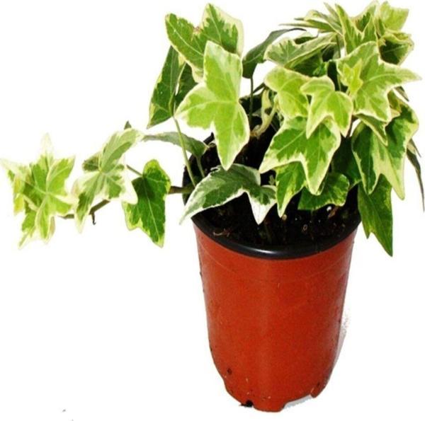 Doğa Garden Hedera Helix Saksı Çap 8,5 Cm Mini Ofis Bitkisi Ev Bitkisi - Image 1