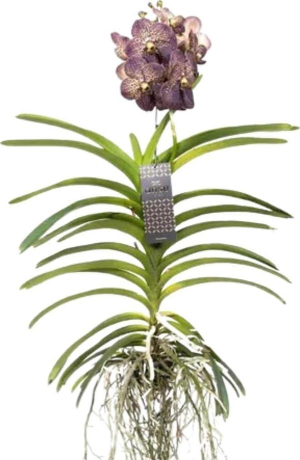 Vanda Sunanda 'Chocolate Brown' (Vanda Orkide) - Image 1