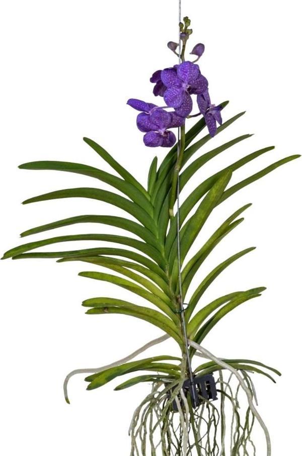 Vanda Tayanee 'Blue' (Vanda Orkide) - Image 1