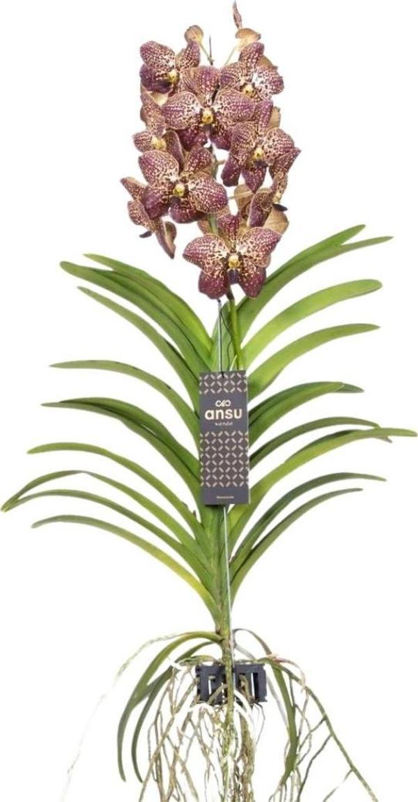 Vanda Sunanda 'Ocelot Sangria' (Vanda Orkide) - Image 1