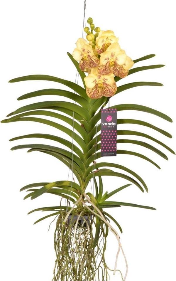 Vanda Sunanda 'Yellow Henna' (Vanda Orkide) - Image 1