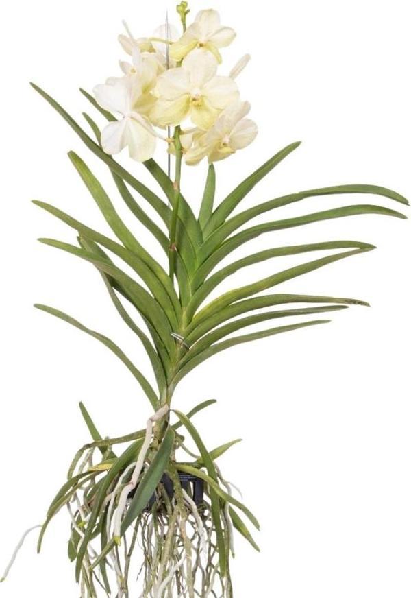 Vanda Tayanee 'White' (Vanda Orkide) - Image 1