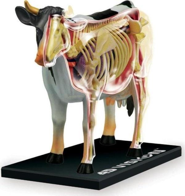 İnek Anatomi Modeli - 4d Master Vision - Image 1