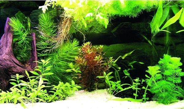Kanki Pet Kp8550036 Akvaryum Arka Fon Yapıştırma 85 X 50 Cm - Image 1