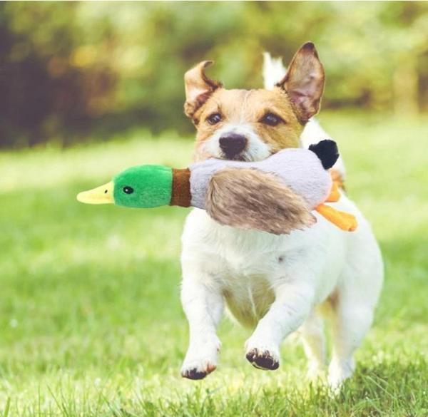 Sesli Ördek Şekilli Peluş Köpek Oyuncağı - Image 1