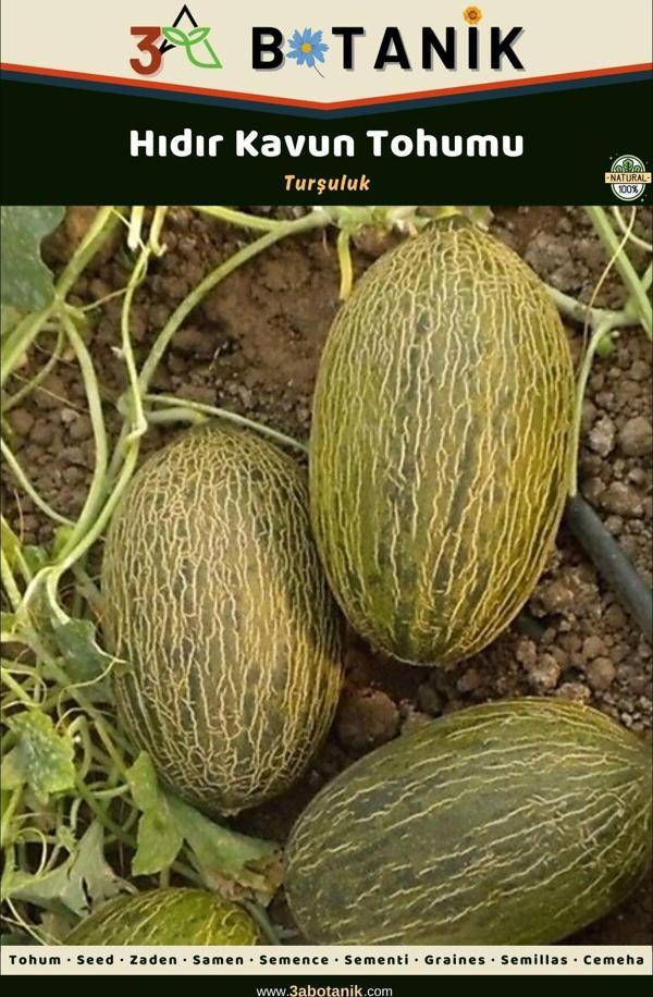 3A Botanik Hıdır Kavun 2 Gram/40-70 Adet Tohum - Image 1