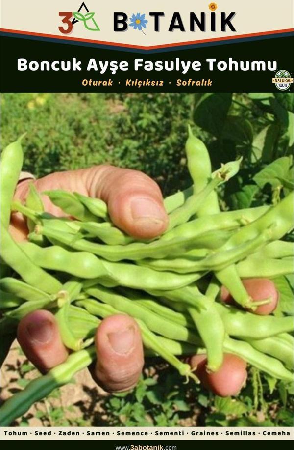 3A Botanik Boncuk Ayşe Oturak Fasulye Tohumu, Yerli Ve Sürdürülebilir Tohum, 10 Gram Fasulye Tohumu - Image 1