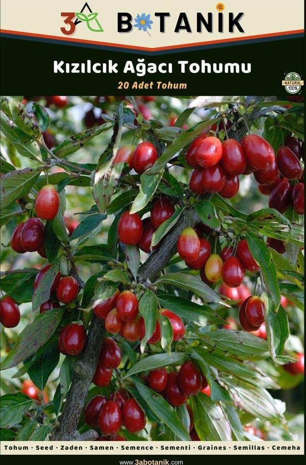 3A Botanik Kızılcık Ağacı Tohumu, 20 Adet Tohum, Cornus Mas - Image 1