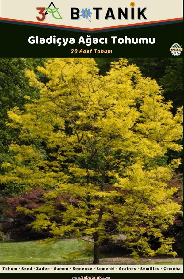 3A Botanik Gladiçya Ağacı Tohumu, 20 Adet Tohum - Image 1