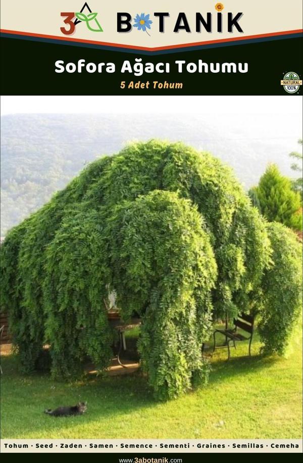 3A Botanik Sofora Ağacı Tohumu, 5 Adet Tohum, Sophora - Image 1